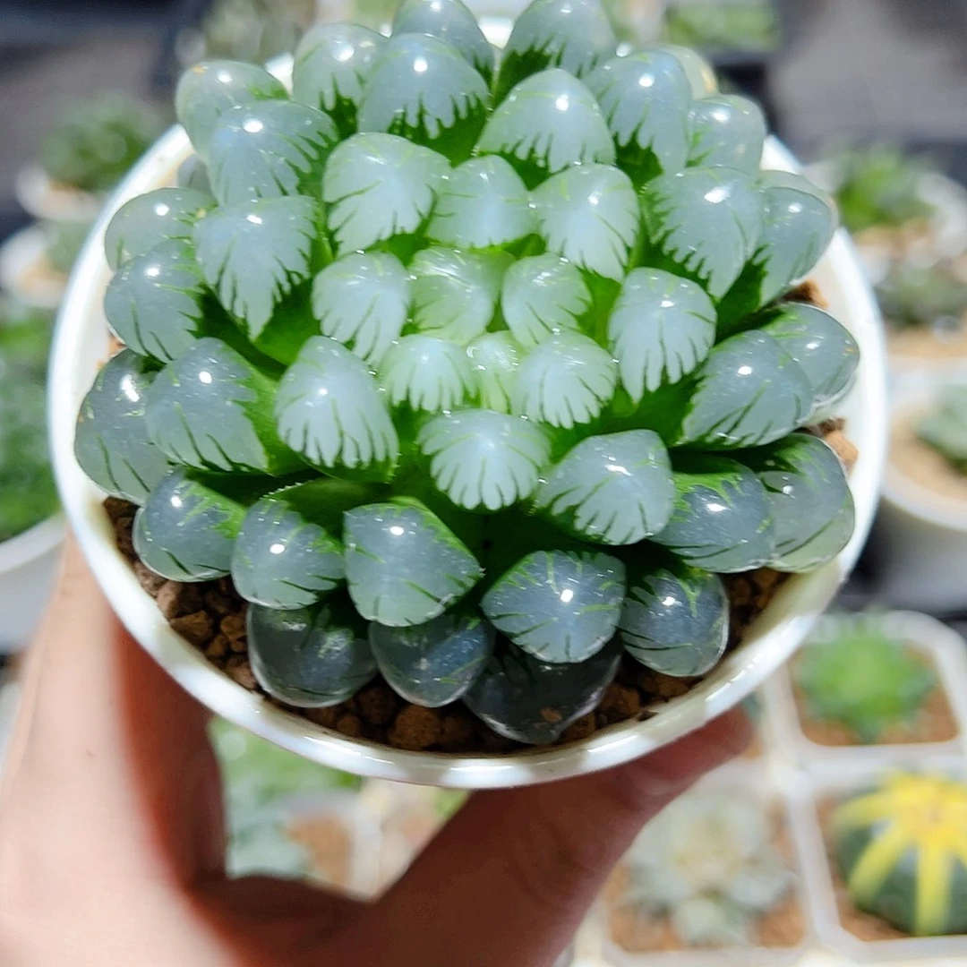 万象盆母本冰灯玉露