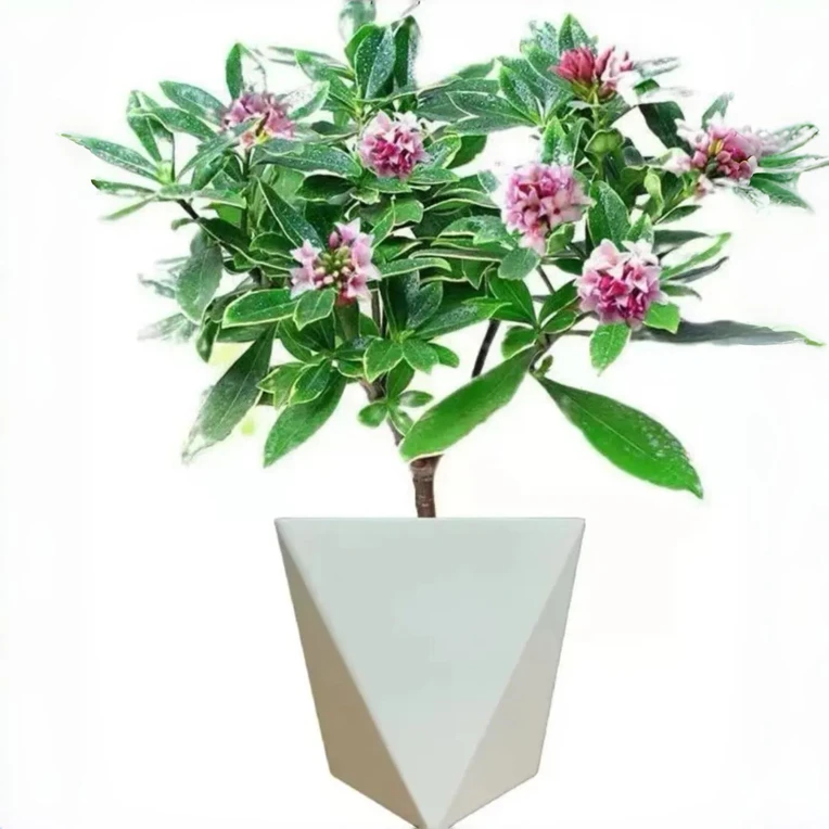 【带花苞发货】金边瑞香盆栽HG浓香型室内好养耐寒四季常青绿植