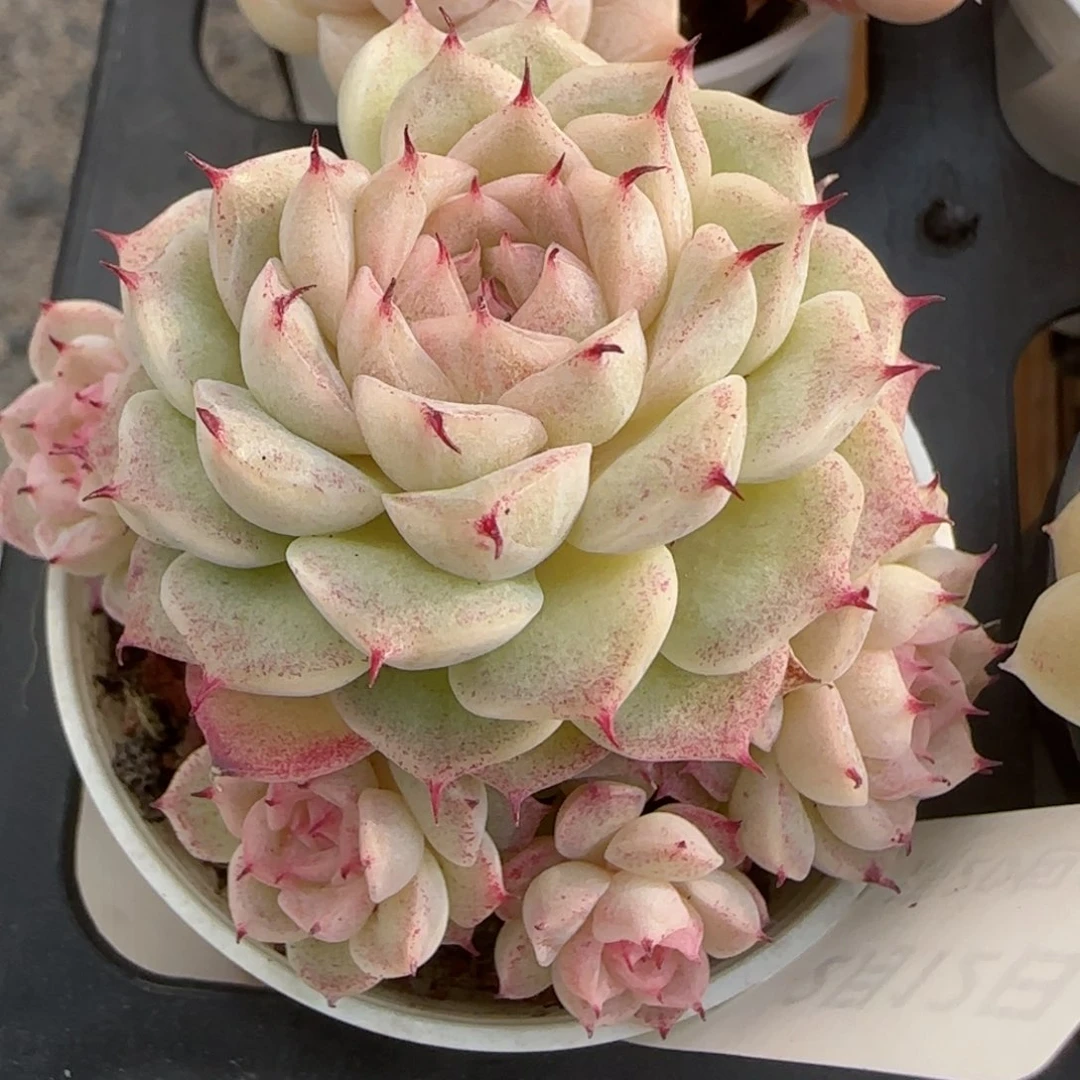 花语逸境0212-515