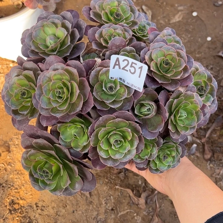 魅金多肉植物251.