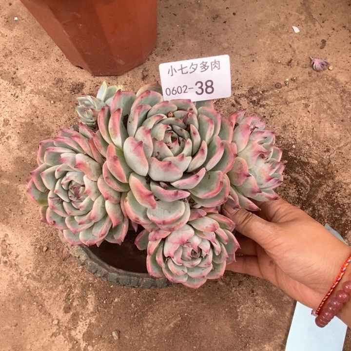 小七夕多肉吉娃娃38
