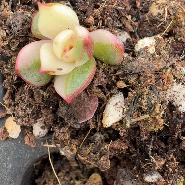 花脸三文鱼一物一拍