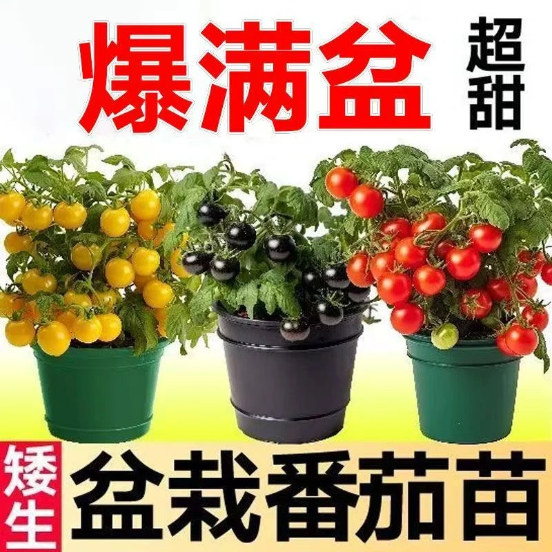 矮生樱桃番茄苗 黑红黄矮生番茄秧苗子 盆栽爆满盆小西红柿四季