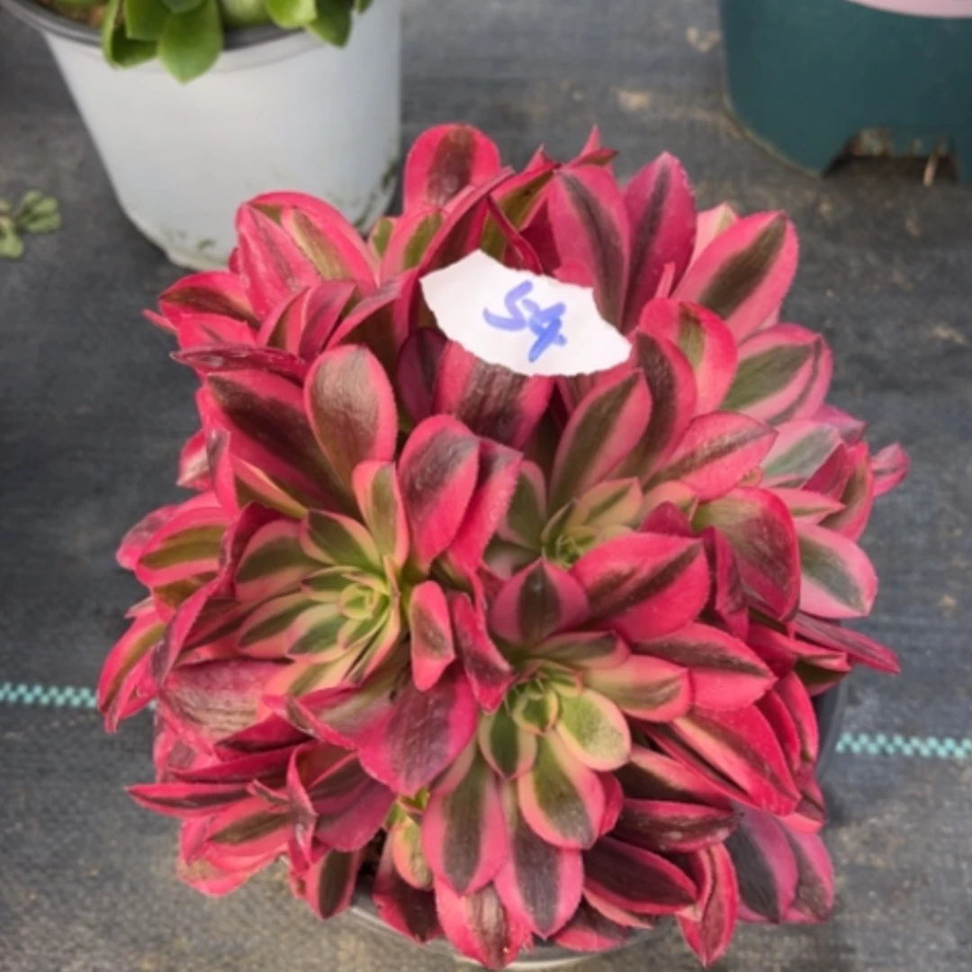 【闪购商品】54绣球美杜莎多肉法师