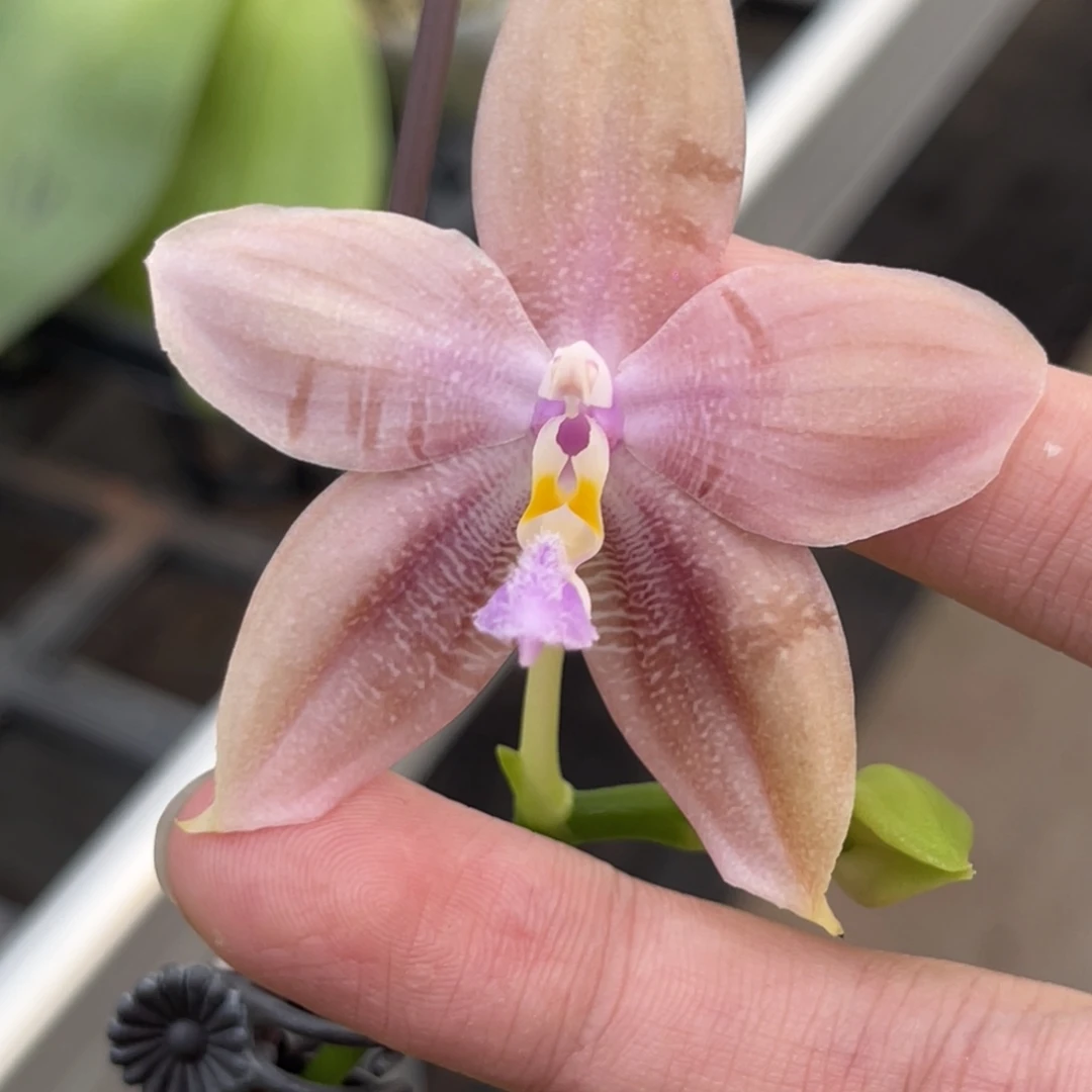 完全开放SWRAJ201-661