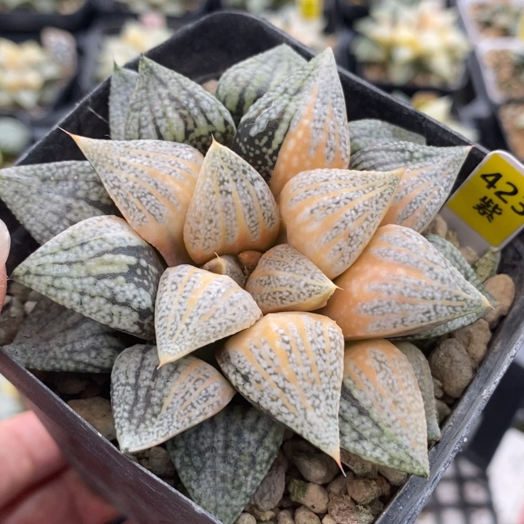 423糊斑白银锦一物一拍
