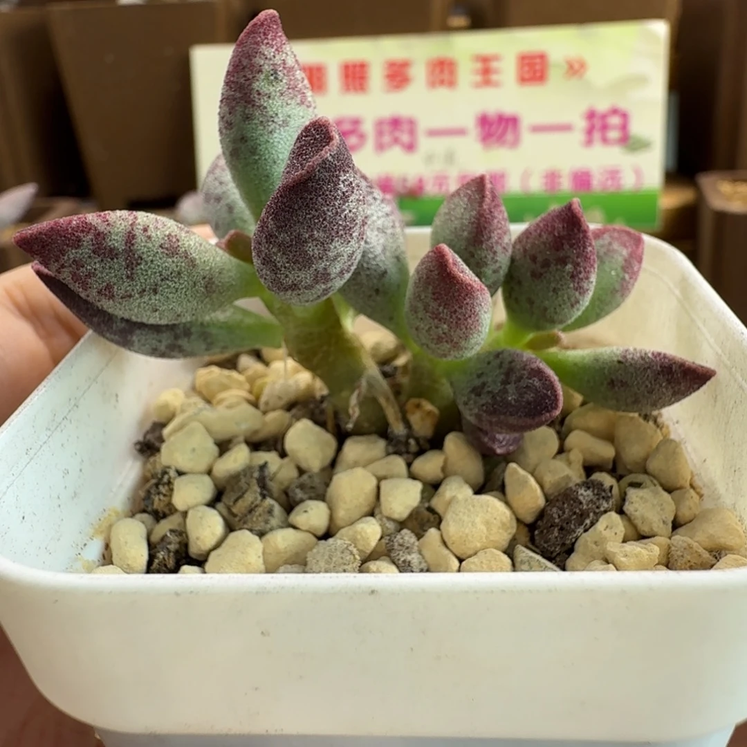 艾薇水泡多肉肉肉