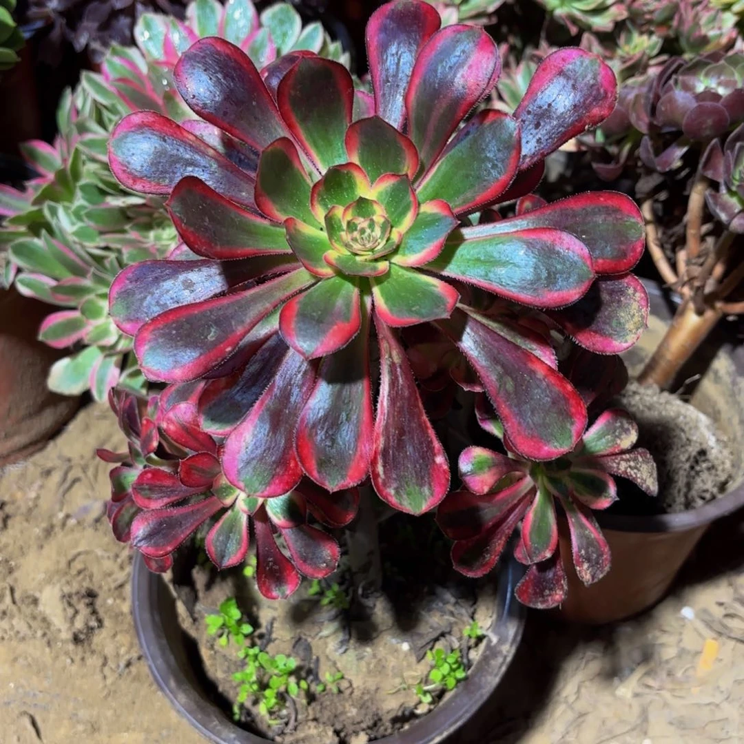 香奈儿9.9法师木质老桩