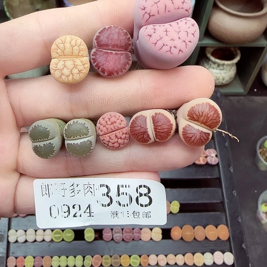 菲***崽满满18包邮0924-358
