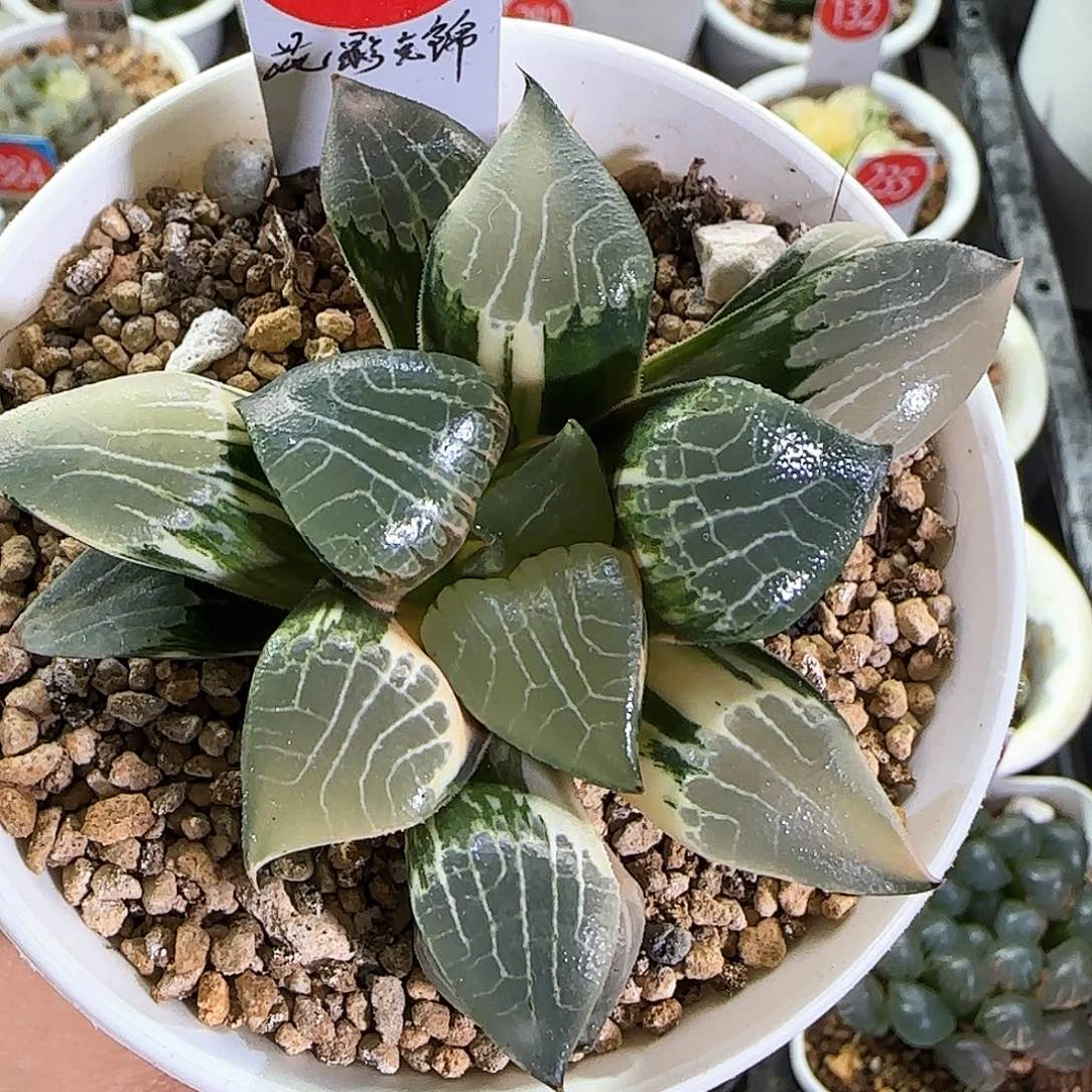 308号花影克锦一物一拍带盆土