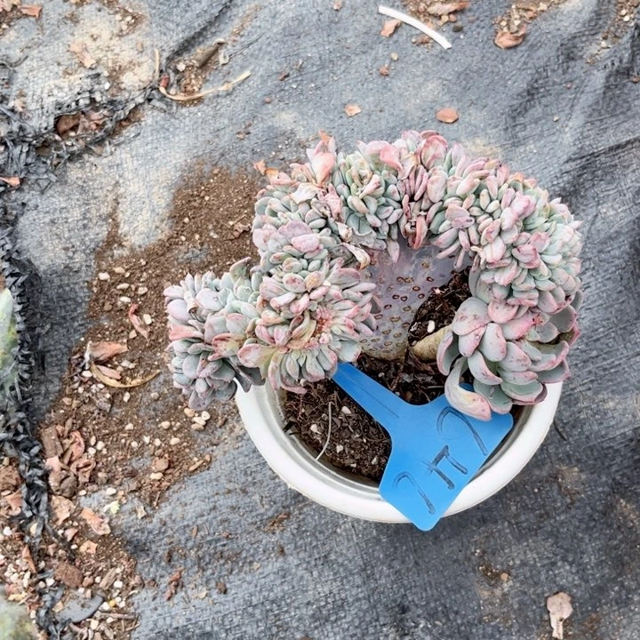 晨语多肉一物一拍646