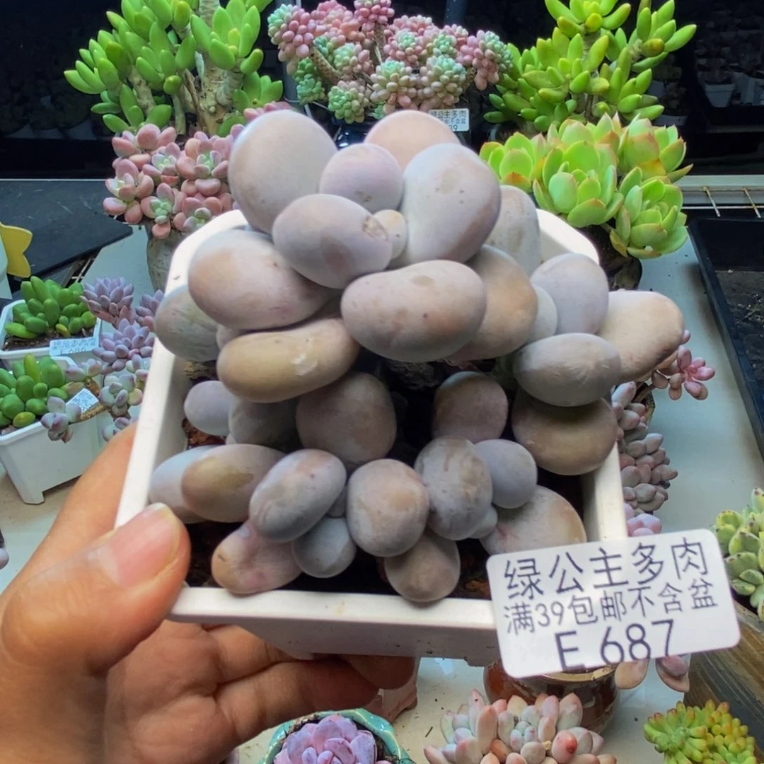 687水光针多肉9c m