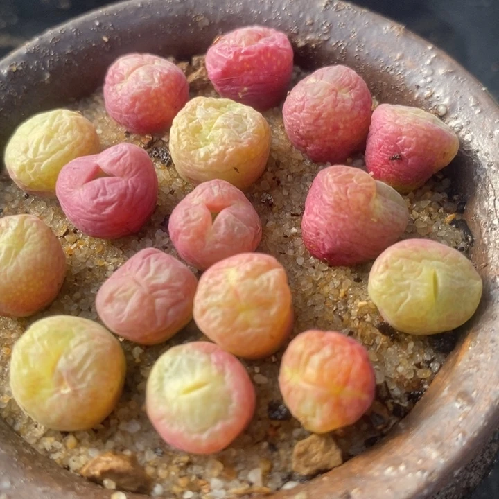 翠星一颗翠星一颗