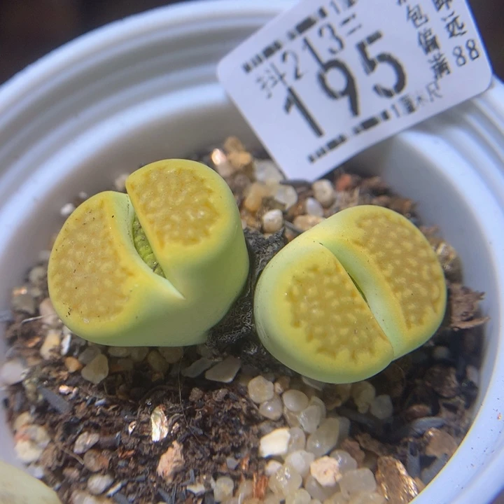 精品生石花213.195