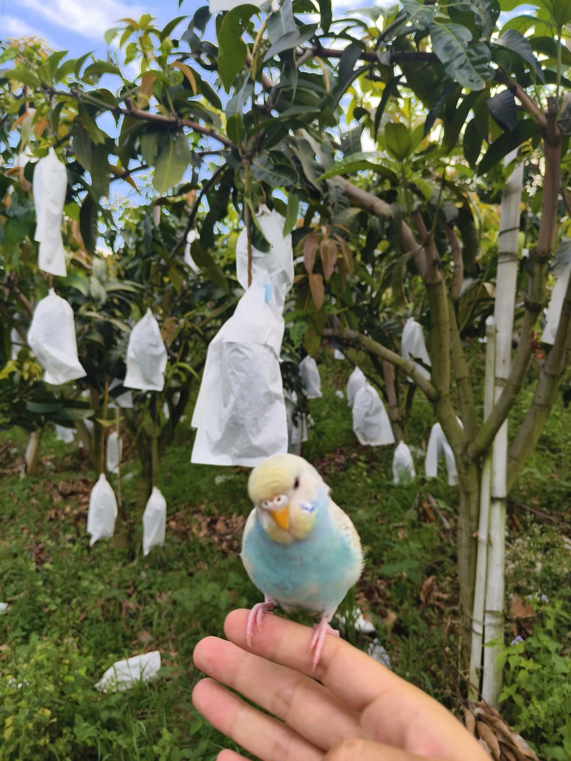 丽江华坪金煌芒果