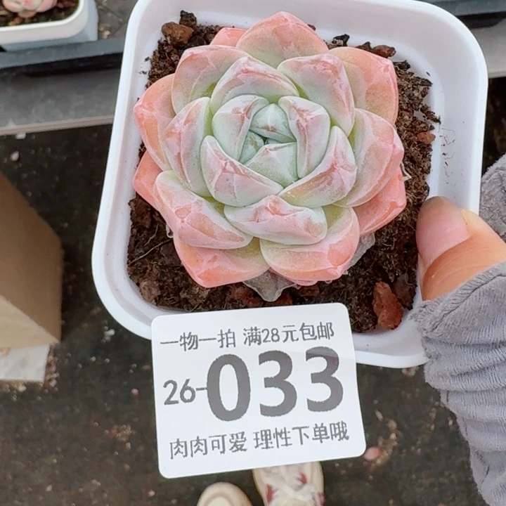 桃蛋无盆土发货多肉