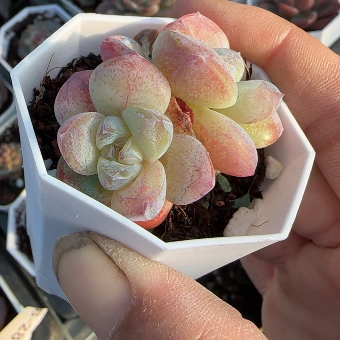 小卡拉米糖心一物一拍