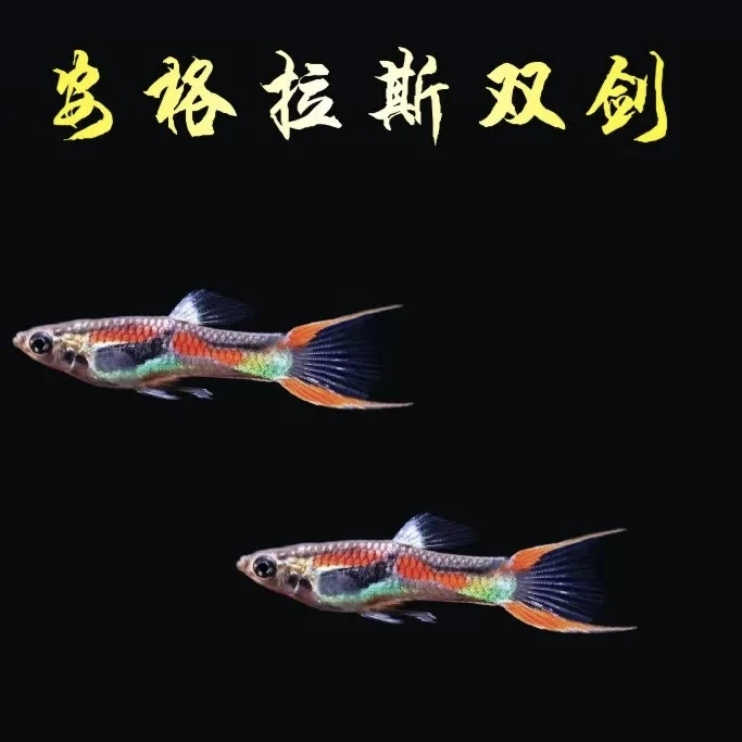 安格拉斯双剑精品孔雀鱼皮实耐活好养适合不挑养殖经验手法淡水鱼