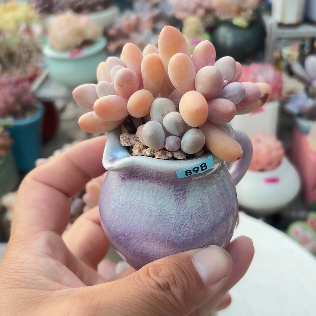 穿***云一物一拍编号898