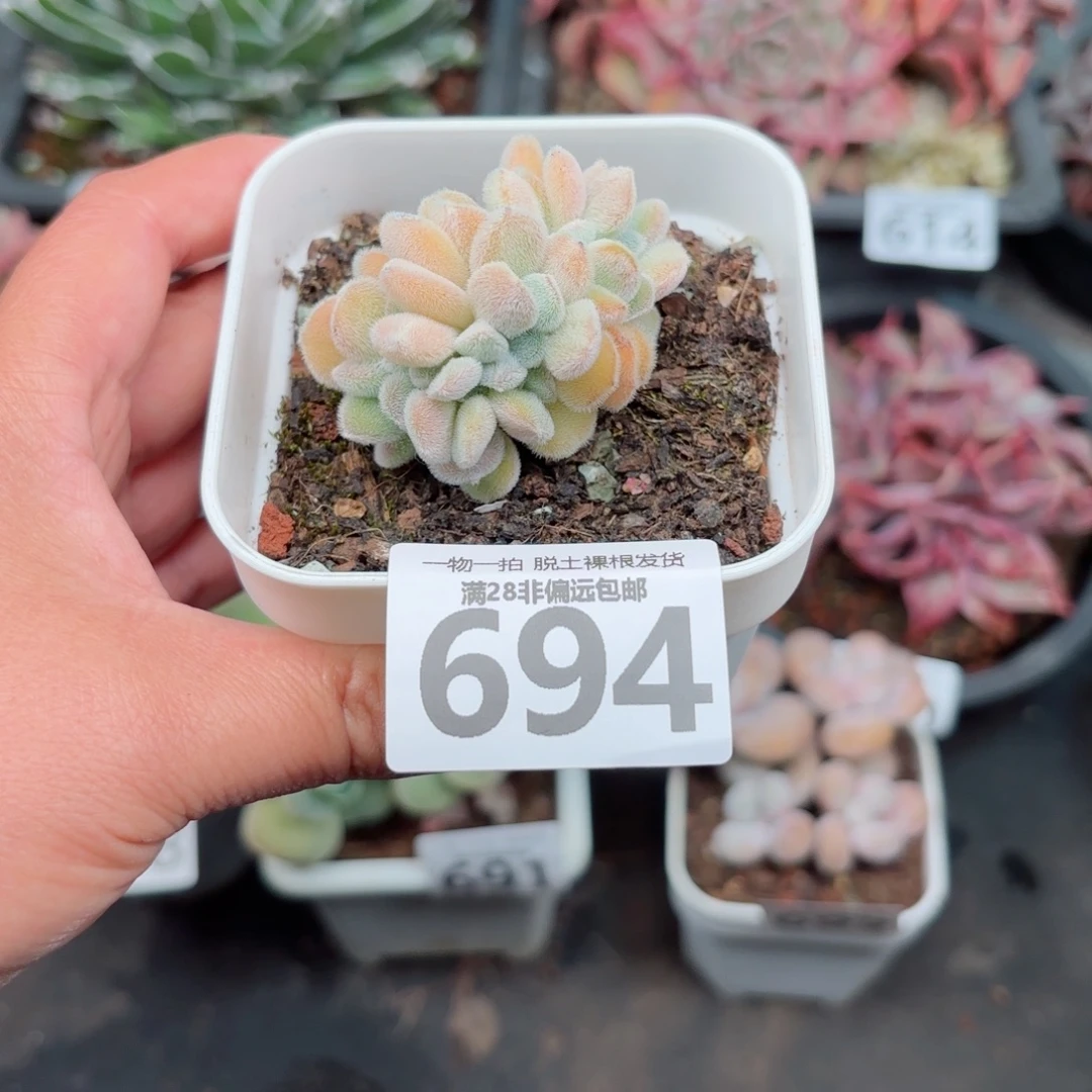 雪晃星缀化无盆土发货