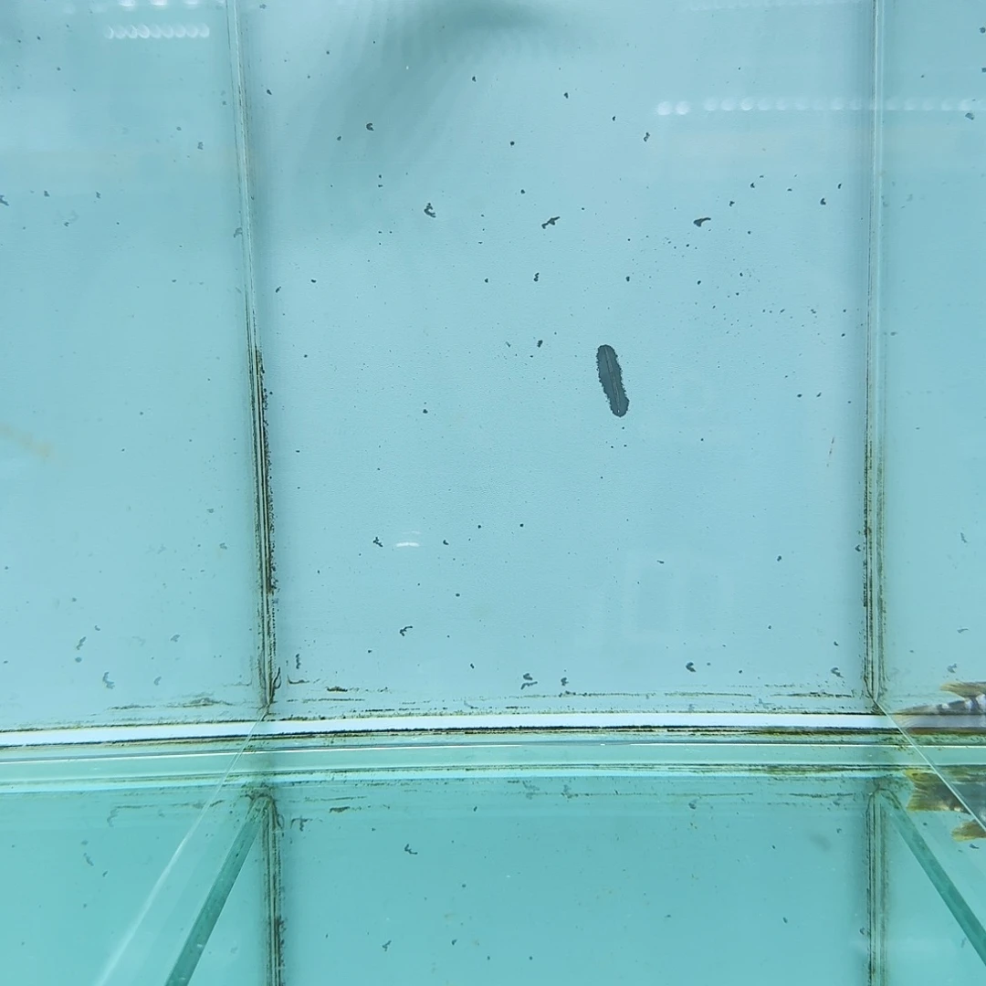 慈鲷1074号乌鸡……