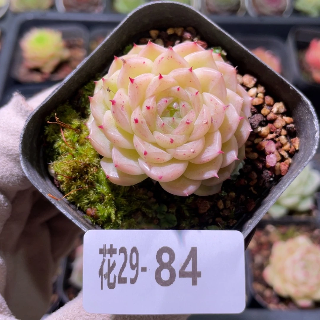 花利美29-84麦秆单头