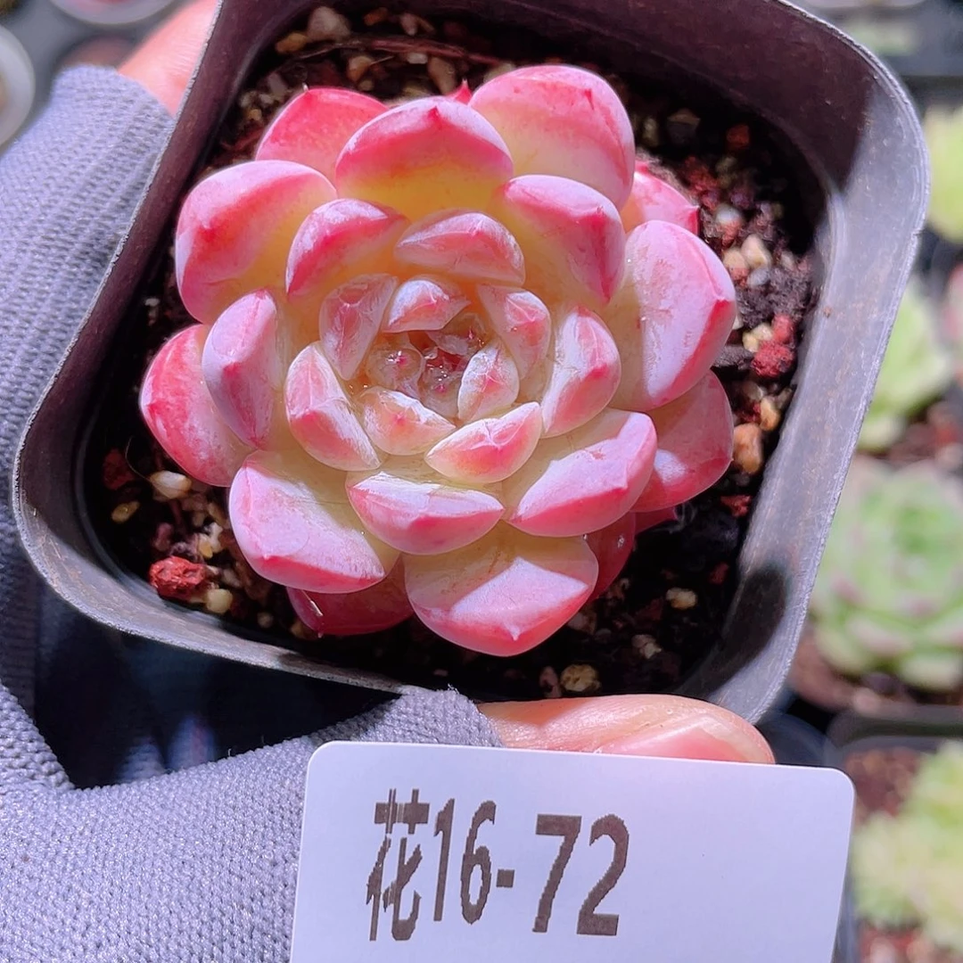 花利美16-72果汁