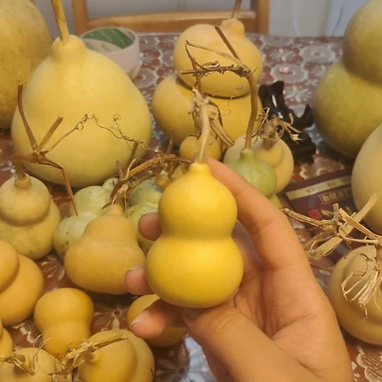 楊***晨精品葫芦精品葫芦