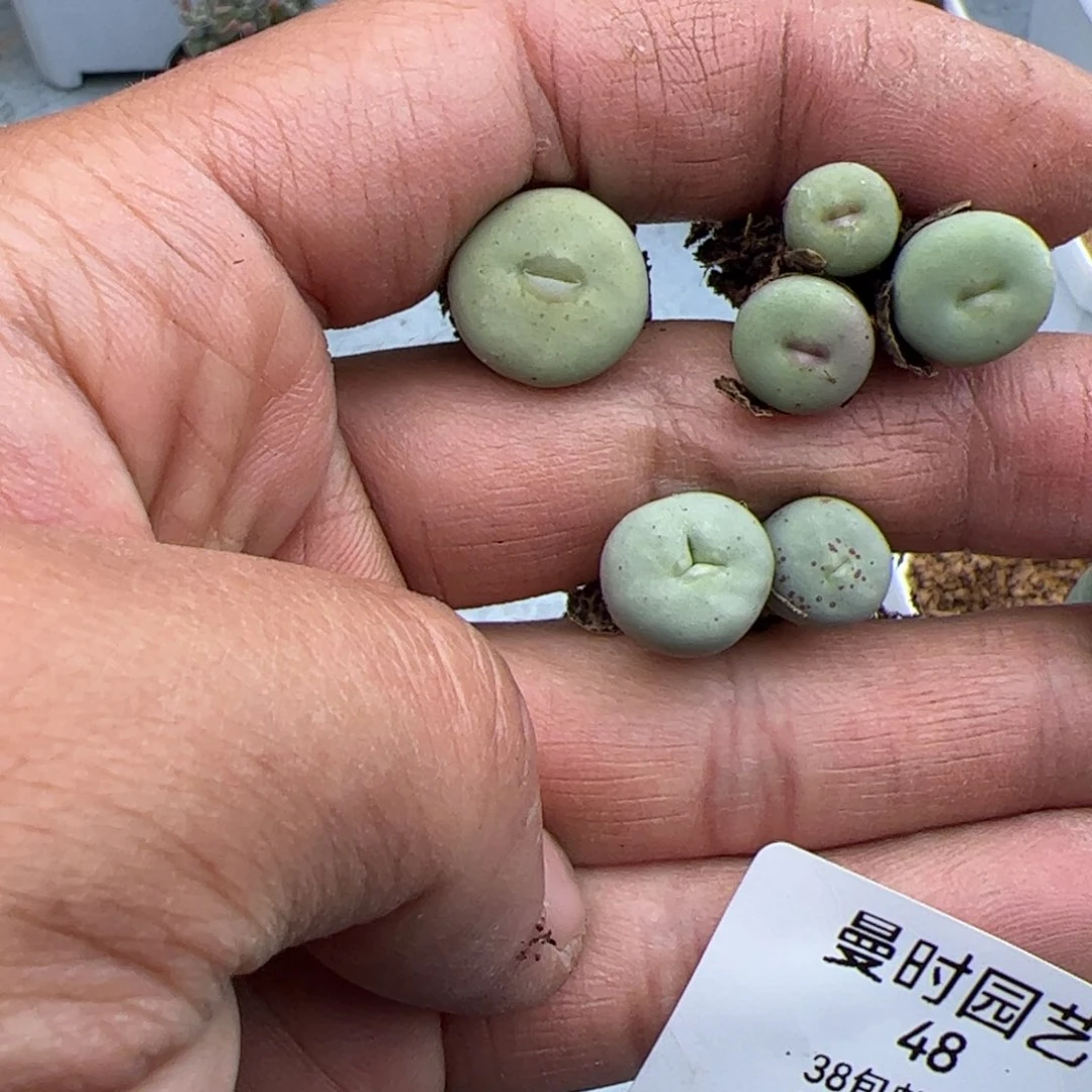 吻*2.27嘴多肉植物48