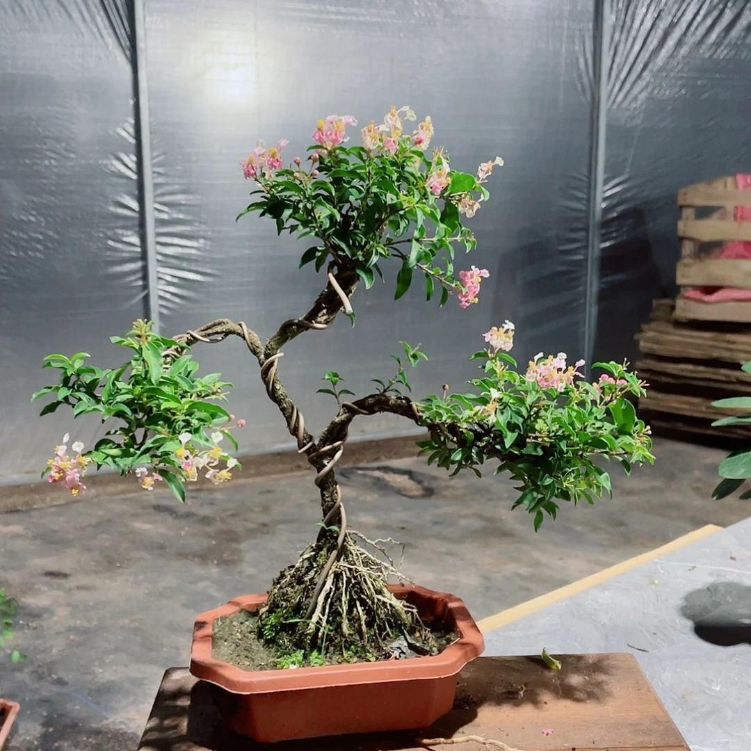 大部分花苞少量开放造型樱花盆景，按图发