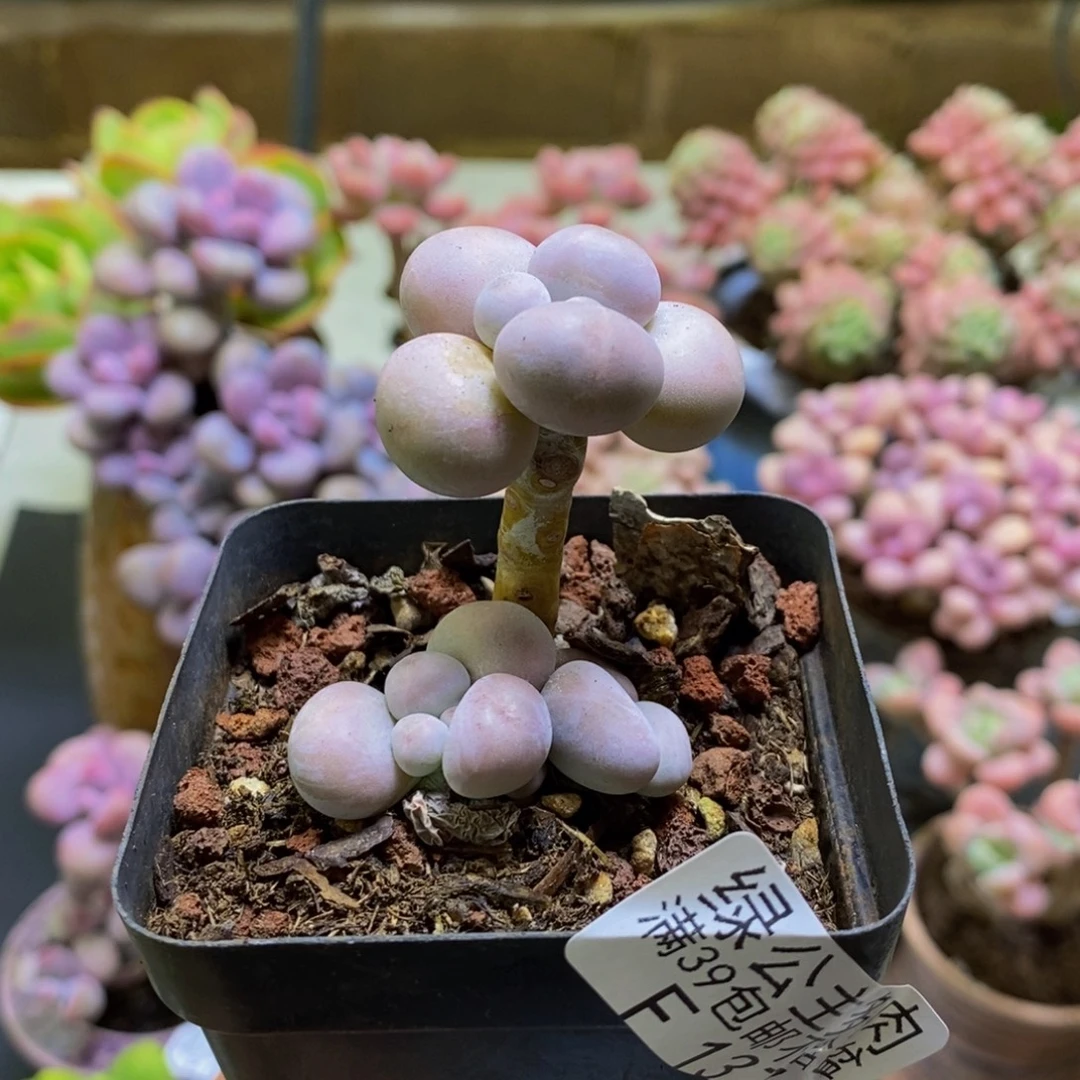 137橙奶3cm多肉植物