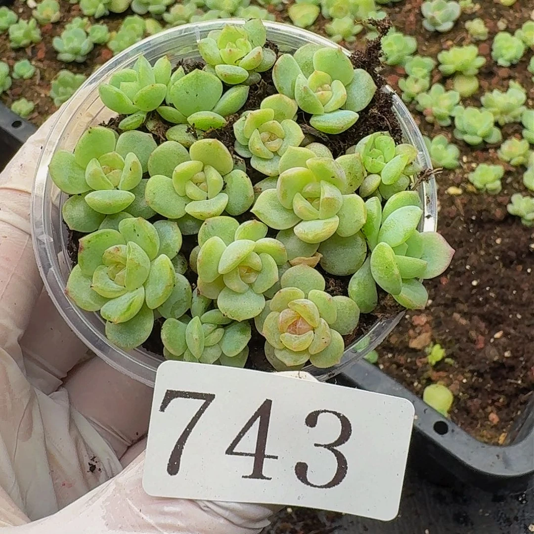 多肉植物多肉植物743