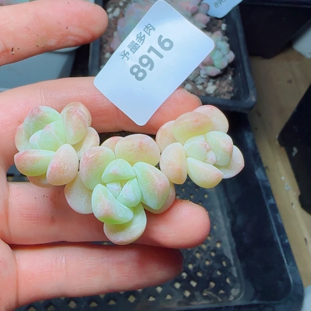 雒***雒长杆冰玉，8916多肉植物