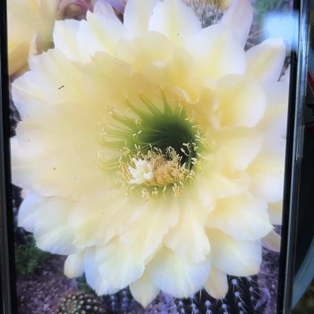 马克菠萝毛侧牙20包邮6