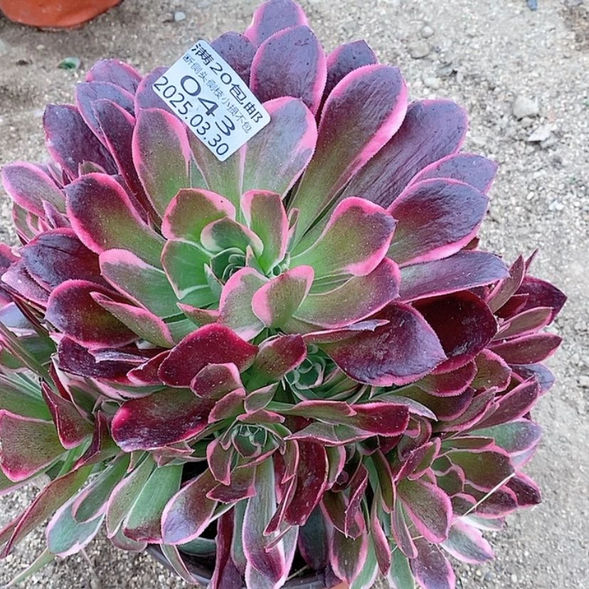 【闪购商品】3.30-43皇后多肉植物