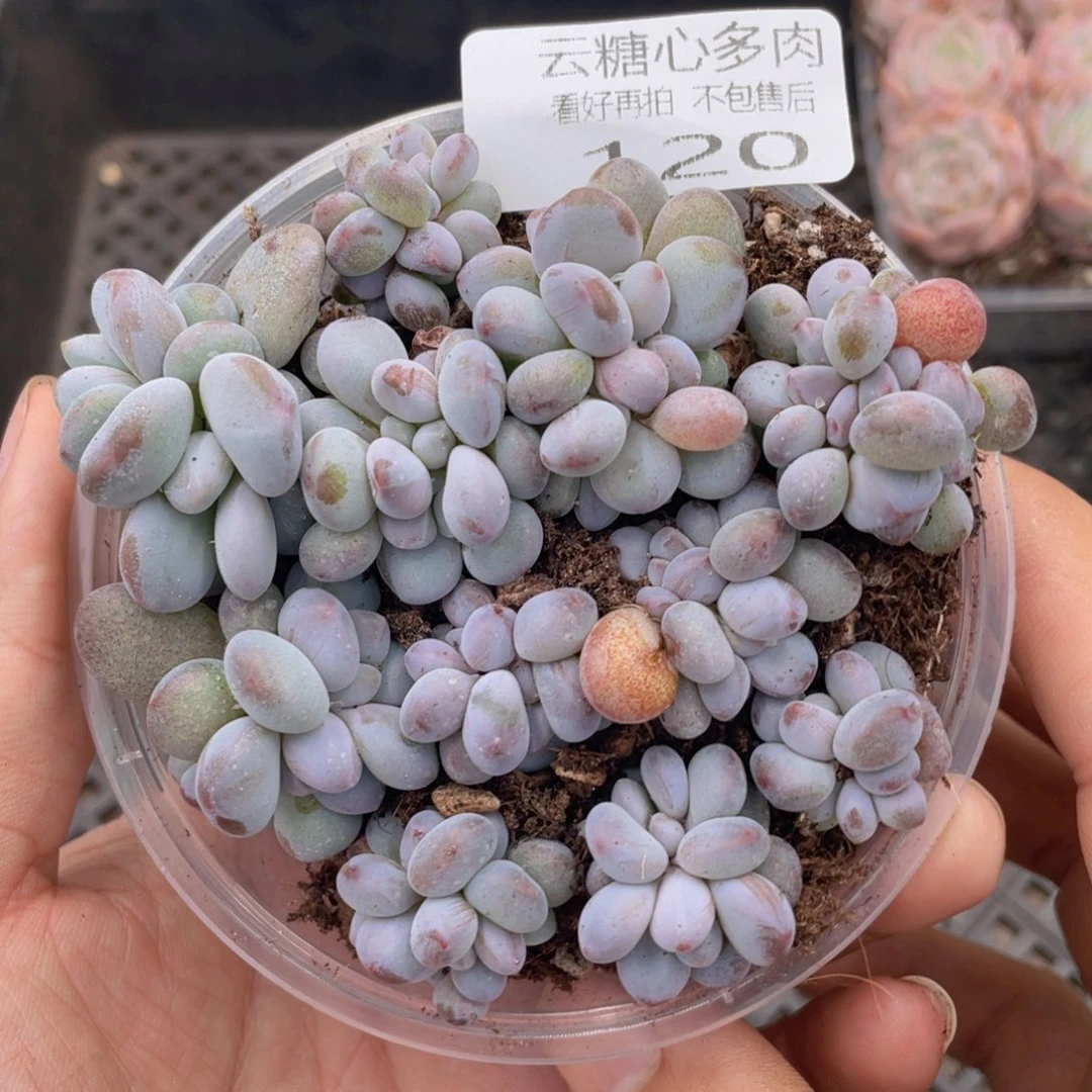 云糖心多肉植物120