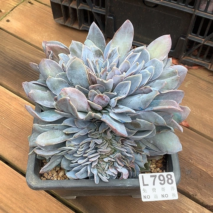 巴比诺缀化 巨厚板子 多肉植物 9.28号发