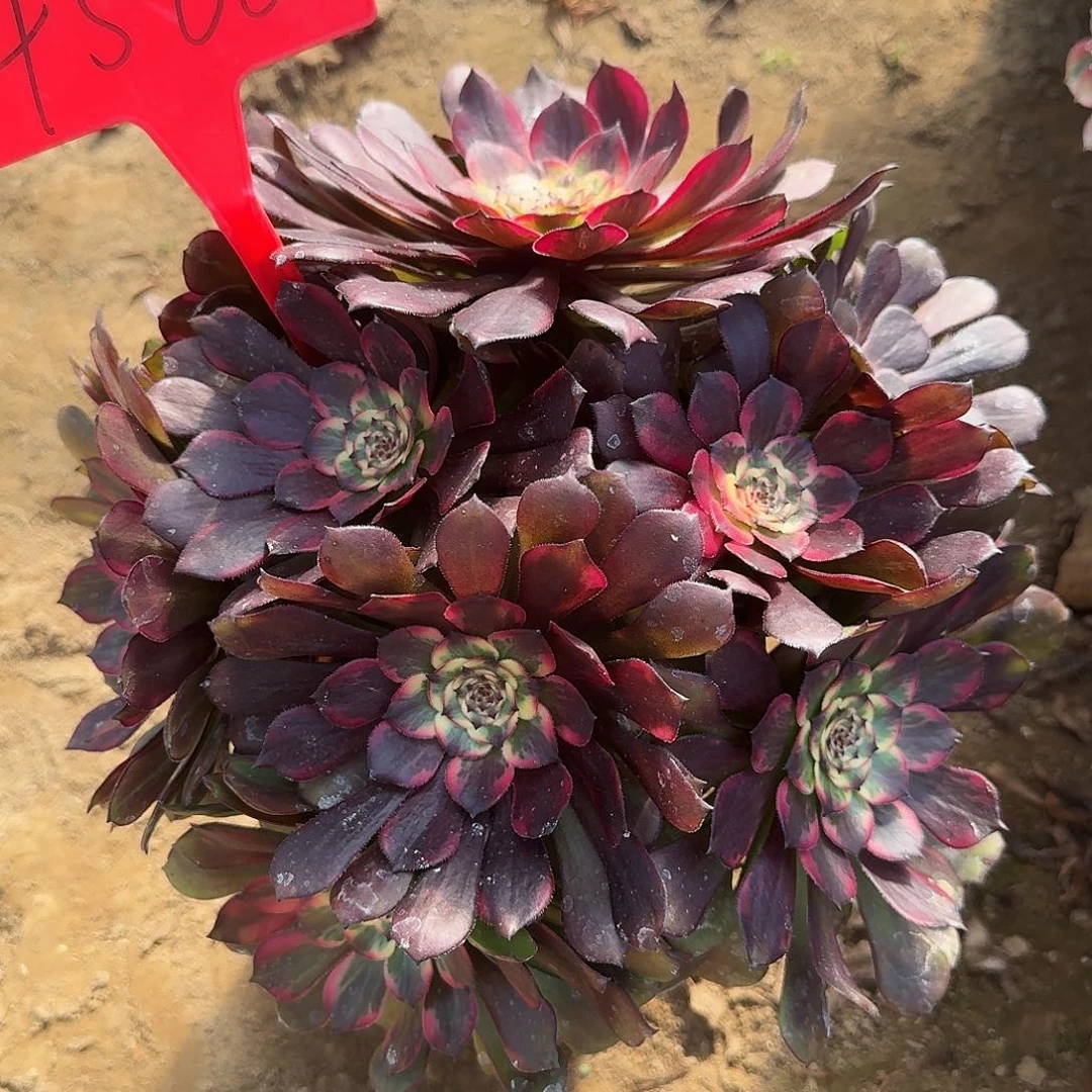 4566多肉法师多肉