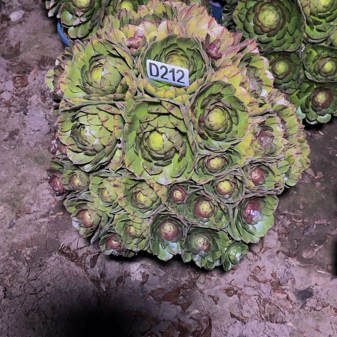 法师法师14–15包邮法师