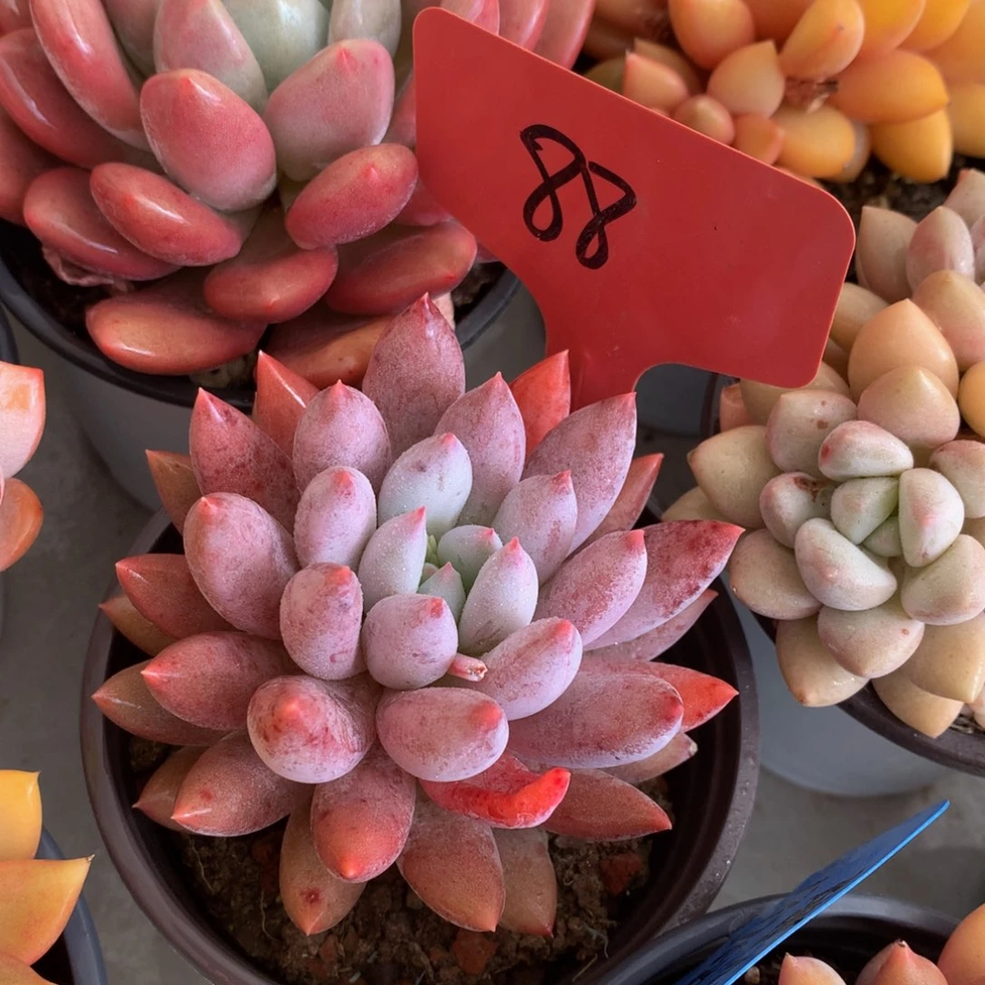 所罗门727272727377327