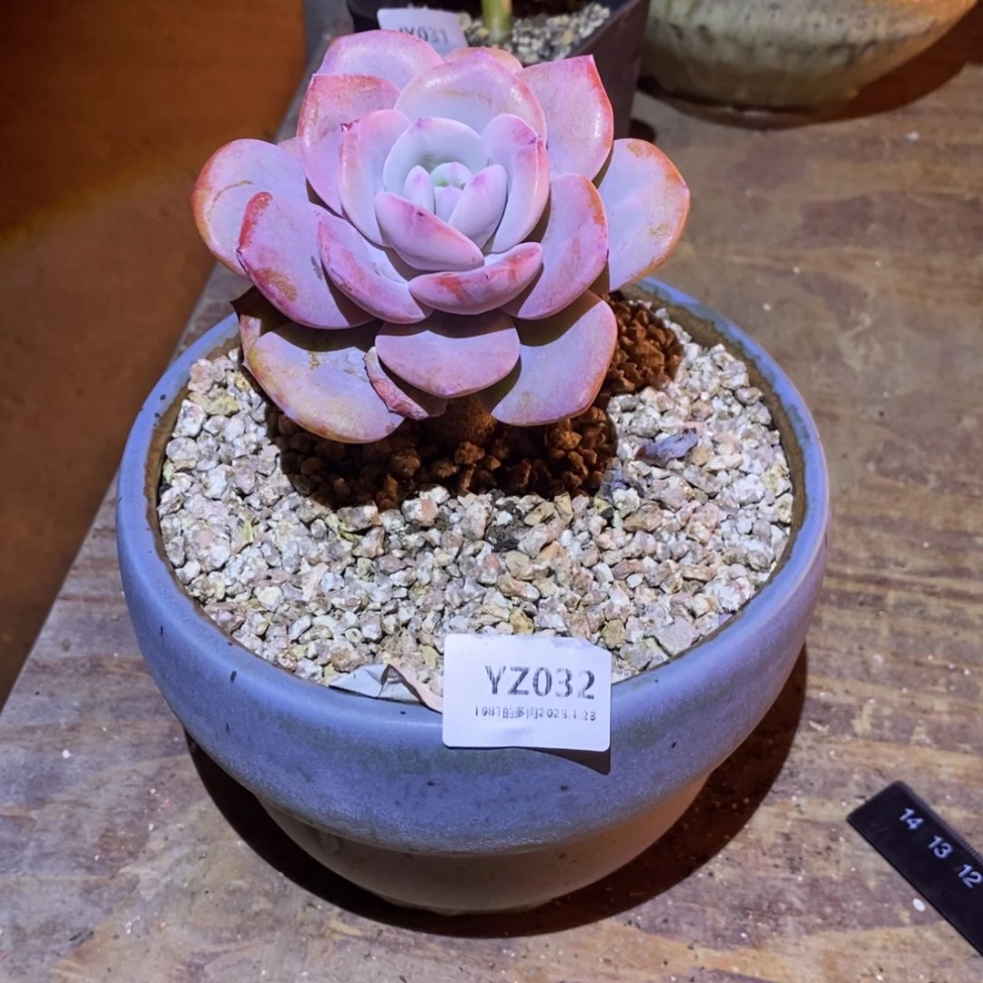 粗砂花盆握***沙YZ032单rourourou