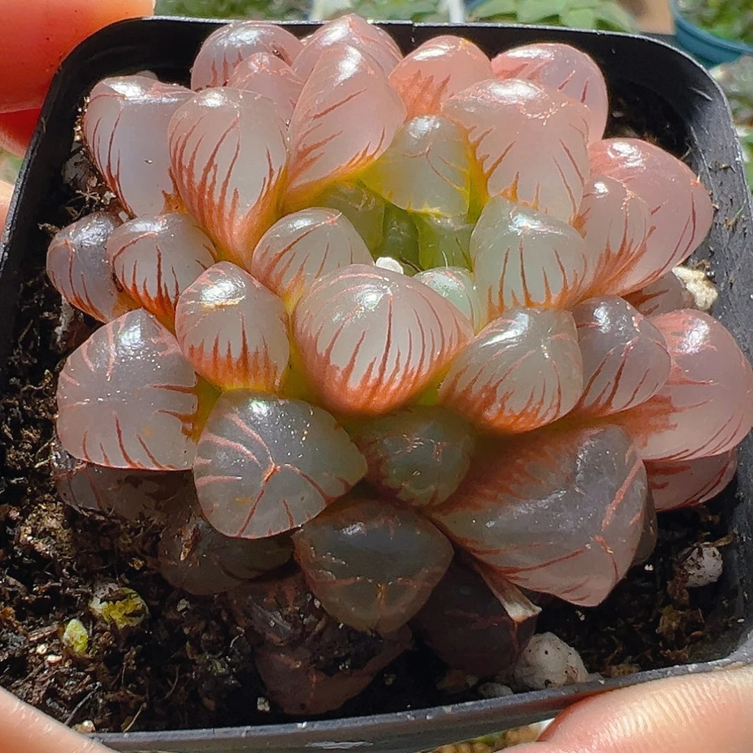 彩虹玉露多肉植物一颗