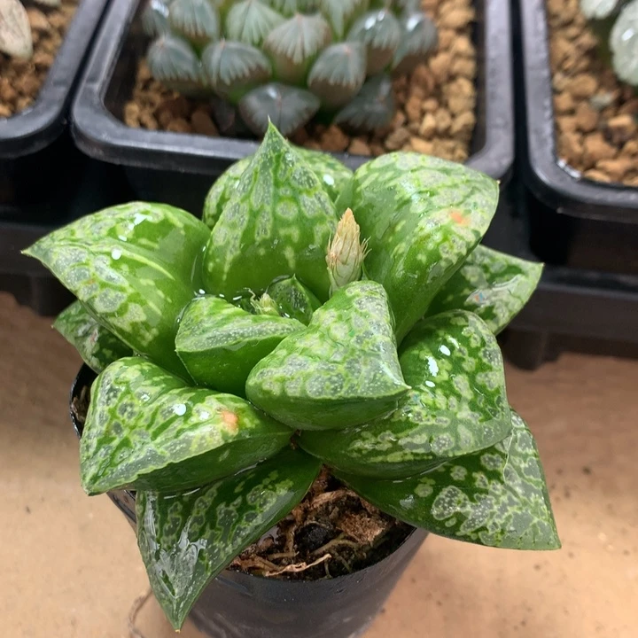 假面舞会一物一拍