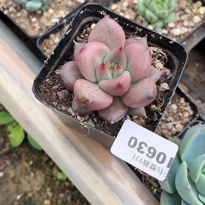 阿雅园艺。       630