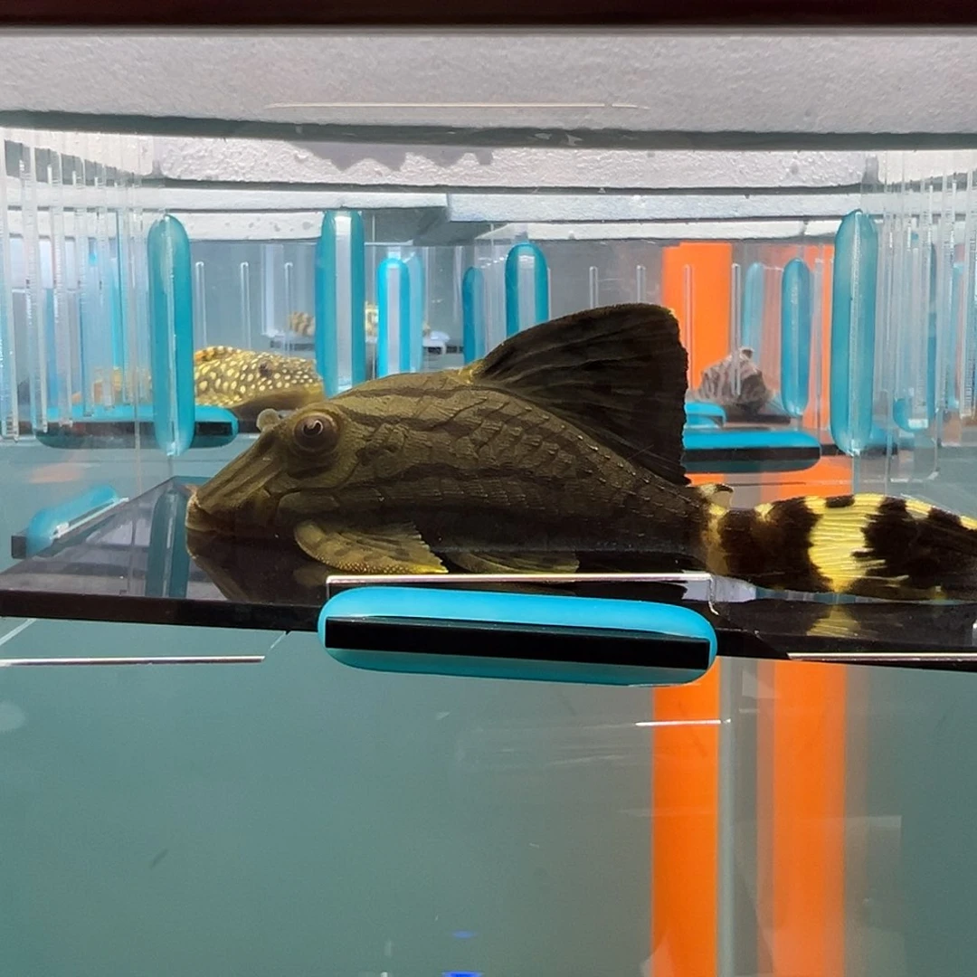 清道夫录完整开箱视频、入缸不包损、10.1