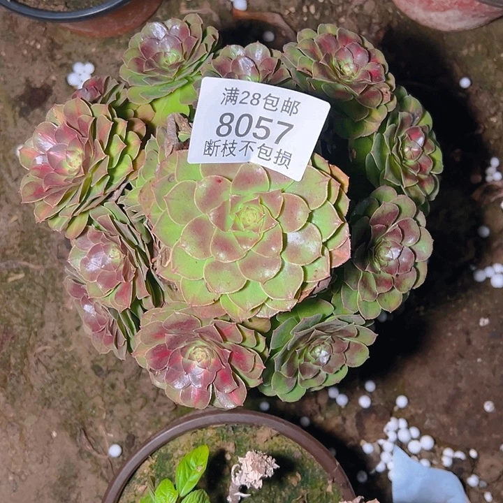 8057抹茶多肉植物