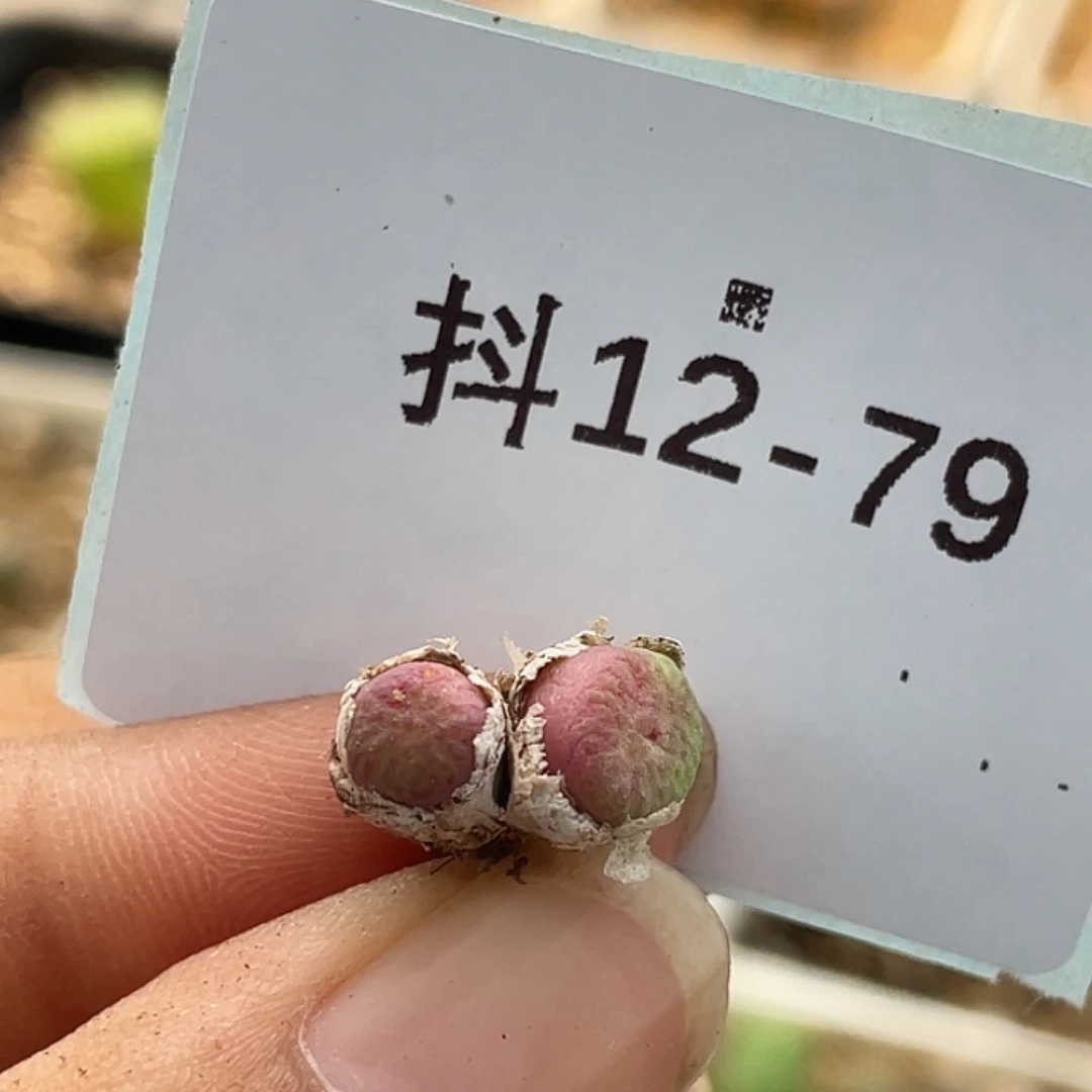 12-79肉锥多肉植物