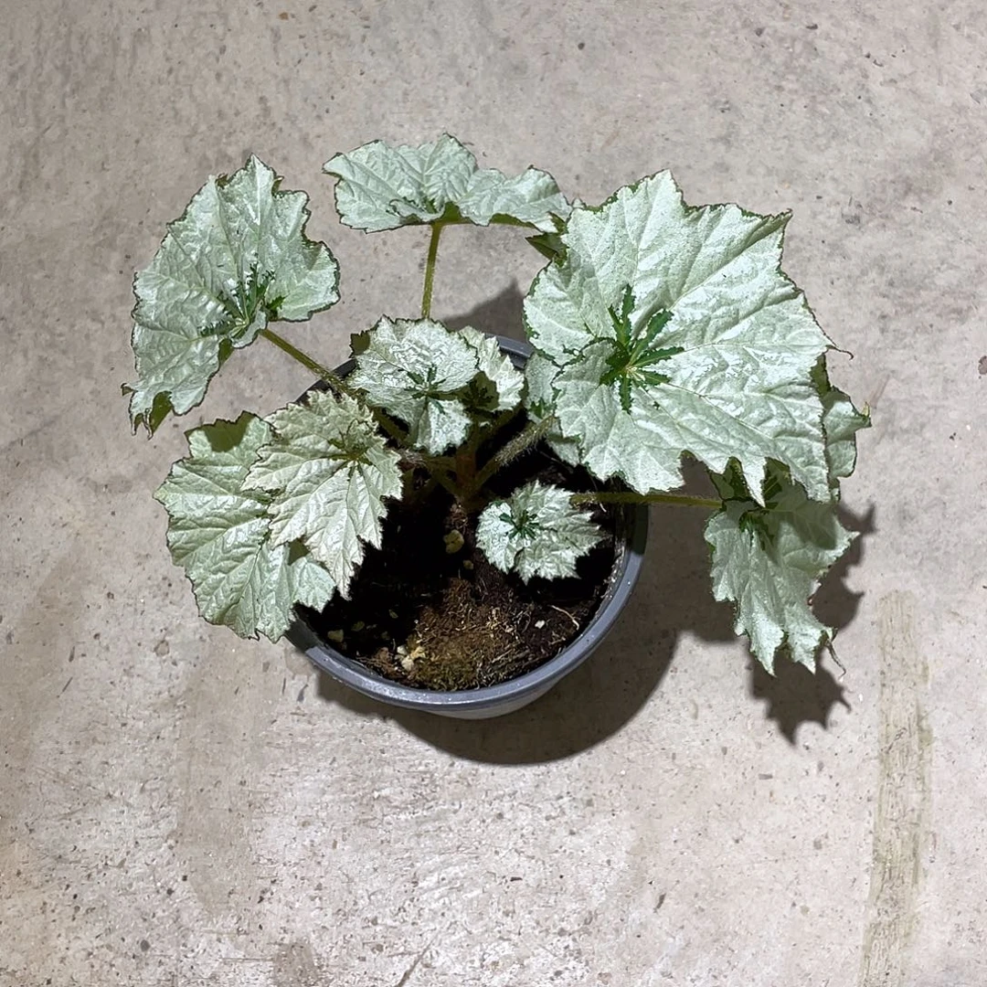 无花朵假日雪花秋海棠
