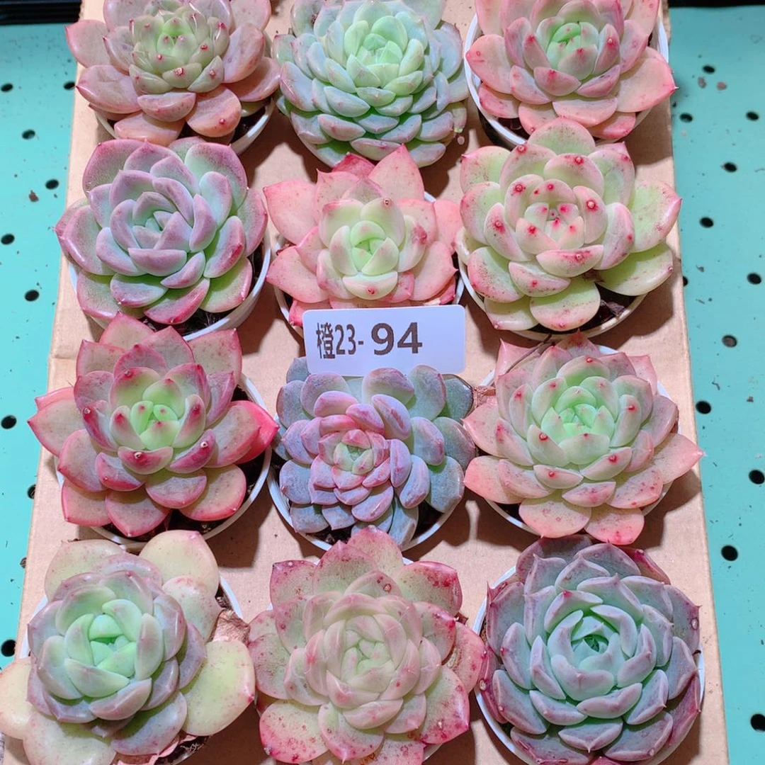 23-94一物一拍多肉带盆18颗