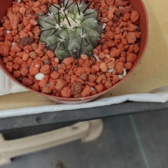 老***长自根黑王丸脱盆发货，
